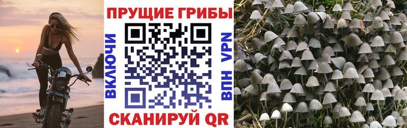 Псилоцибиновые грибы мицелий  купить наркотик  Похвистнево 